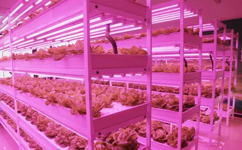 未來已來 植物工廠與麥秸畫，科技與傳統農業的創新融合